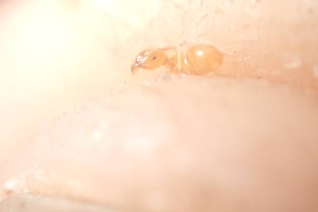 Lasius flavus - gyakori borostyánhangya