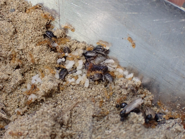 Solenopsis fugax - tolvajhangya