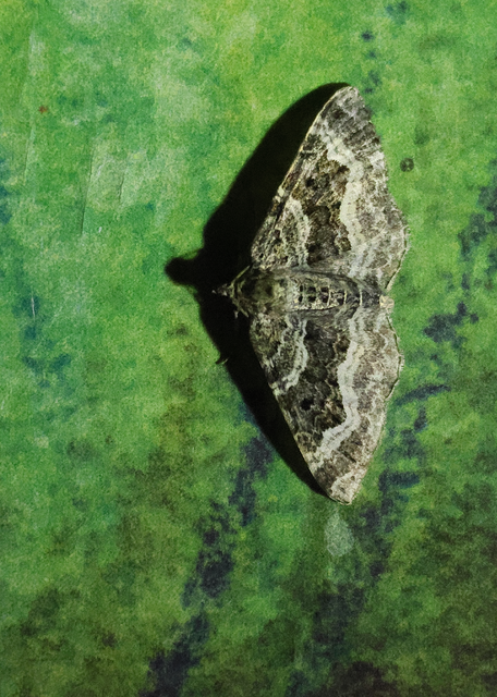 Epirrhoe alternata - galaj-tarkaaraszoló