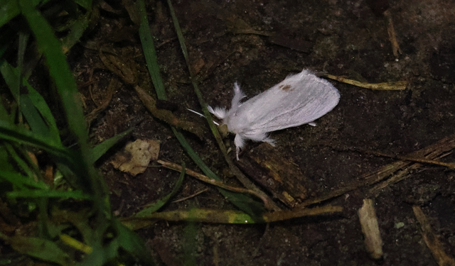 Sphrageidus similis - sárgafarú szövő