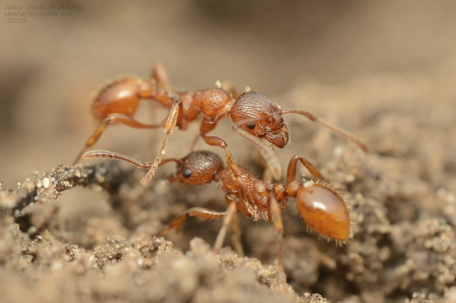 Myrmica rubra - közönséges bütyköshangya