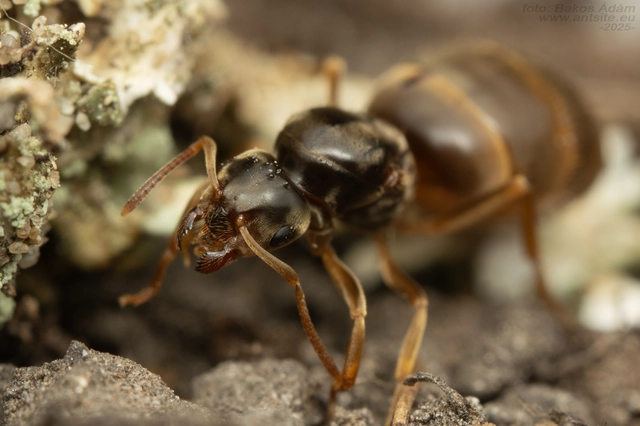 Lasius flavus - gyakori borostyánhangya