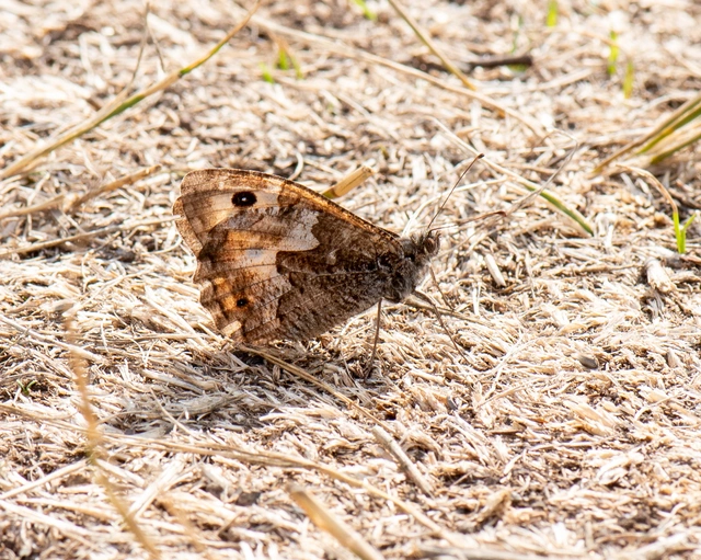 Hipparchia semele - barna szemeslepke