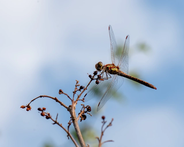 Sympetrum striolatum - harántsávos katona-szitakötő