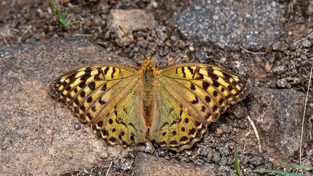 Argynnis pandora - zöldes gyöngyházlepke