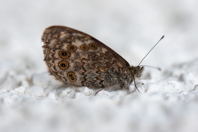 Lasiommata megera - vörös szemeslepke