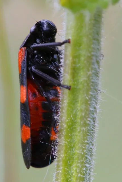 Cercopis sanguinolenta