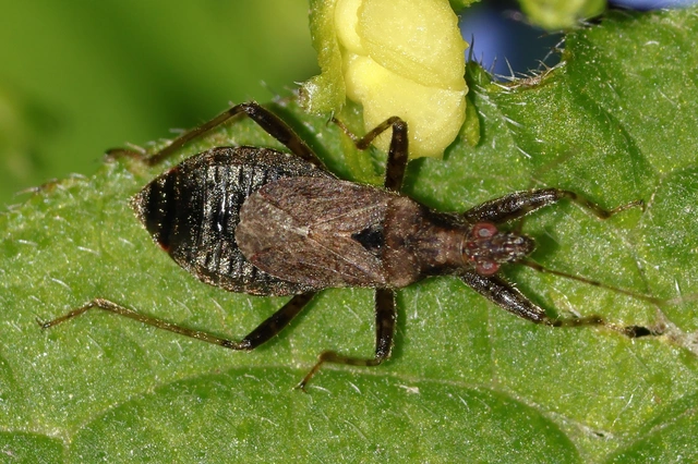 Himacerus mirmicoides - csalán-tolvajpoloska