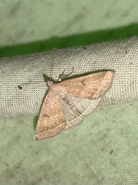 Pechipogo plumigeralis - tollascsápú karcsúbagoly