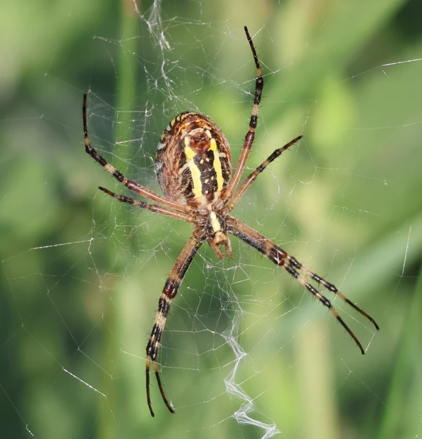 Argiope bruennichi - darázspók
