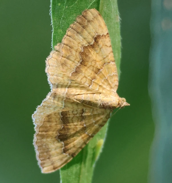 Camptogramma bilineata - kétvonalas sávosaraszoló