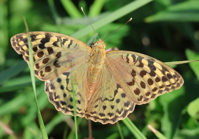 Argynnis pandora - zöldes gyöngyházlepke