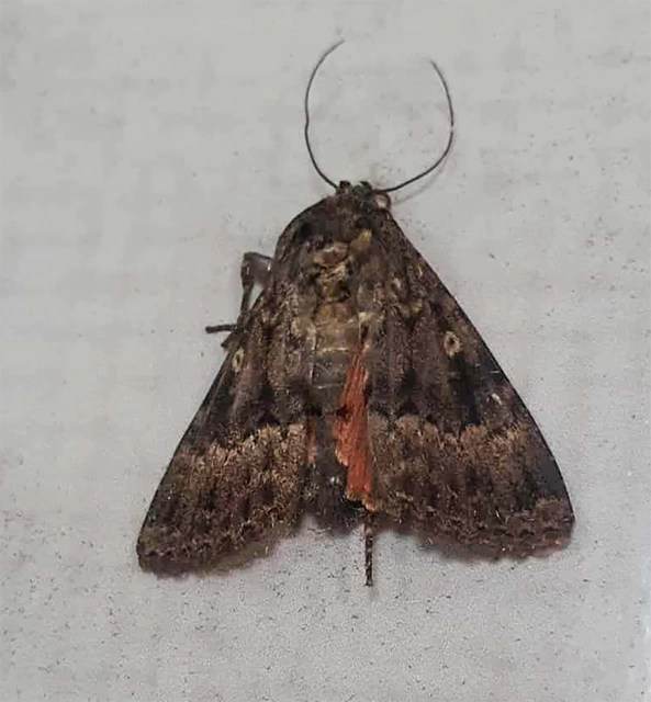 Amphipyra berbera/pyramidea