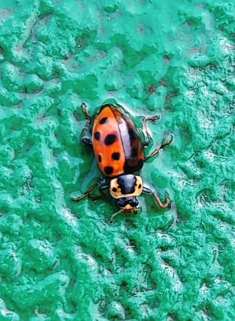 Hippodamia tredecimpunctata - mocsári katica
