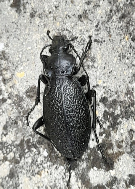 Carabus coriaceus - bőrfutrinka