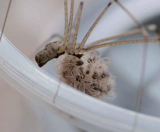 Araneae - Pókok