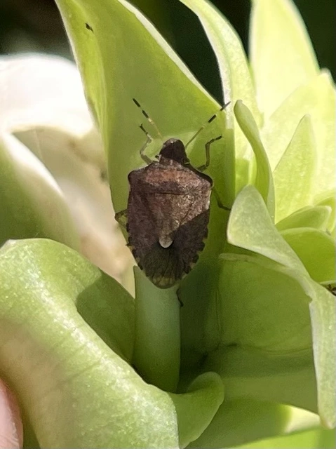 Peribalus strictus - tavaszi címerespoloska Peribalus strictus - tavaszi címerespoloska