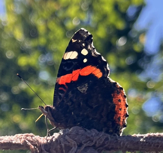 Vanessa atalanta - atalantalepke