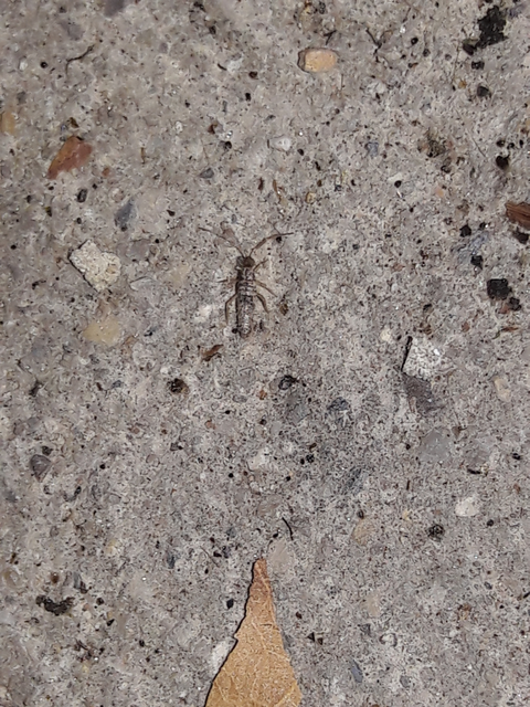 Collembola - Ugróvillások