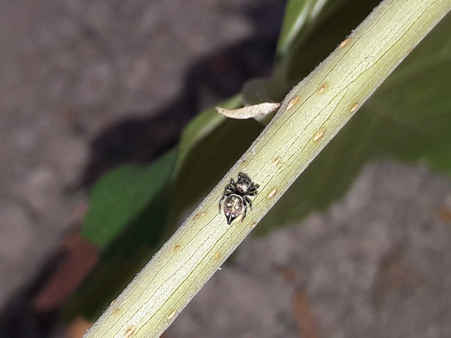Heliophanus