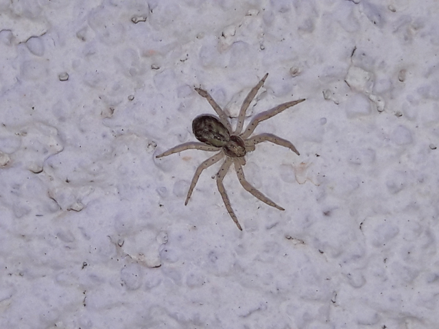 Philodromus