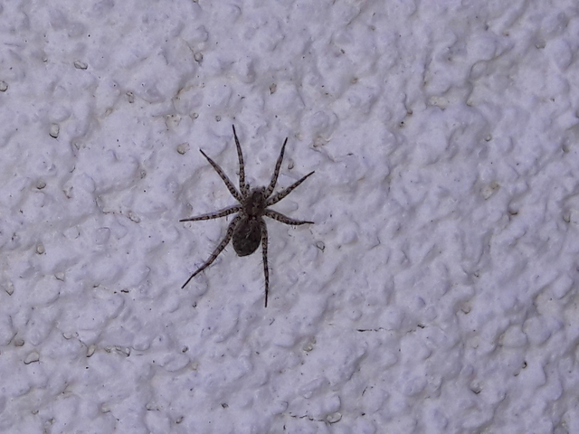 Pardosa