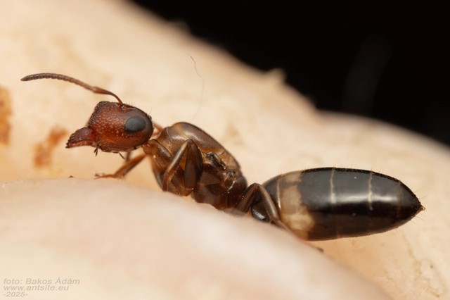 Colobopsis truncata - kapushangya