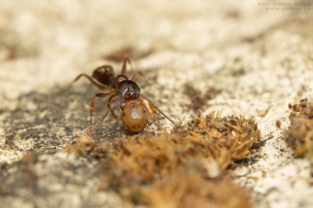 Aphaenogaster subterranea - vörös karcsúhangya