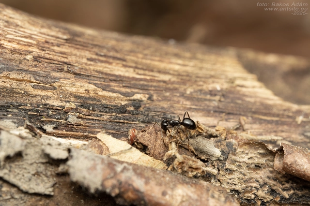 Lasius fuliginosus - kartonépítő fahangya