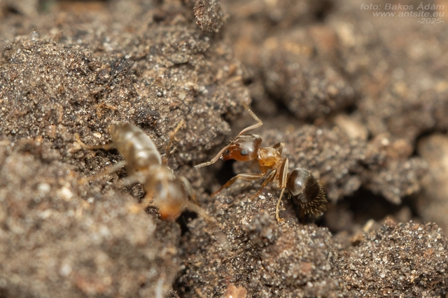 Lasius brunneus - rozsdáshátú feketehangya