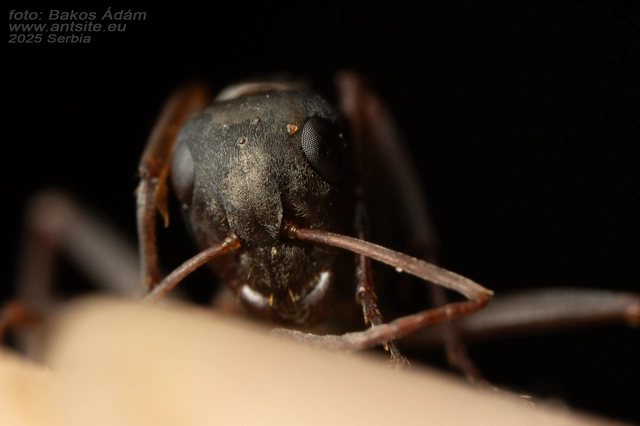 Formica fusca - kormos rabszolgahangya