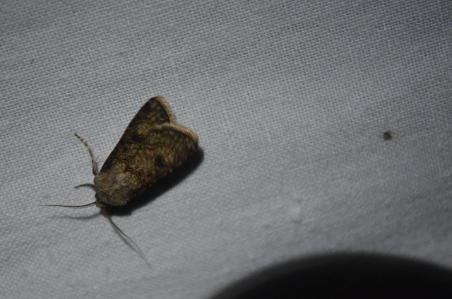 vetési földibagoly - Agrotis segetum