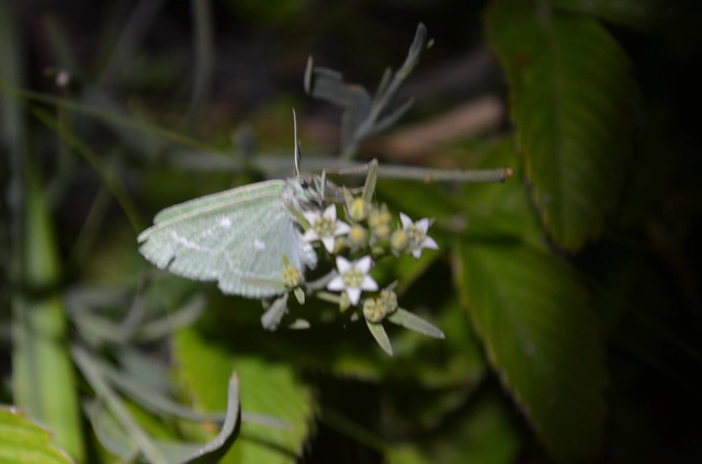 smaragd-zöldaraszoló - Thetidia smaragdaria
