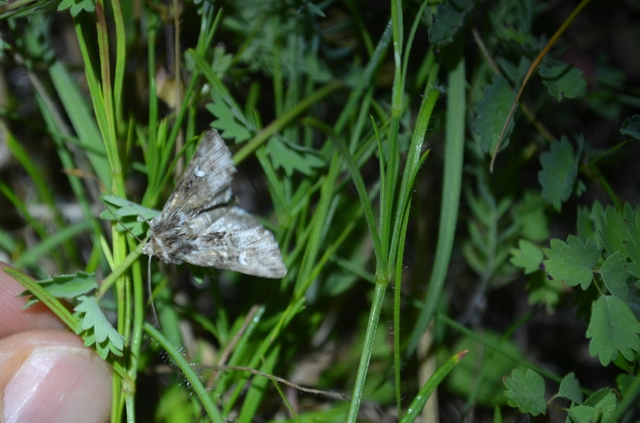 Calophasia lunula - gyújtoványfű-apróbagoly