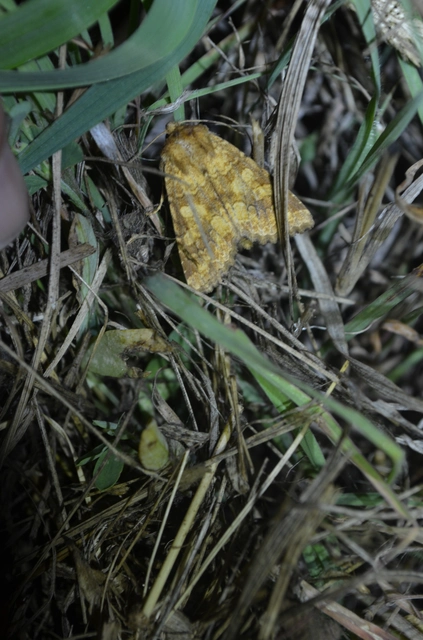 sárgás szegfűbagoly - Conisania luteago