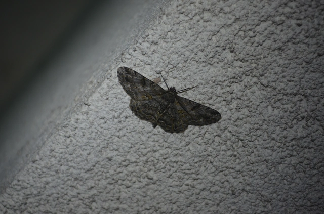 ékköves faaraszoló - Peribatodes rhomboidaria