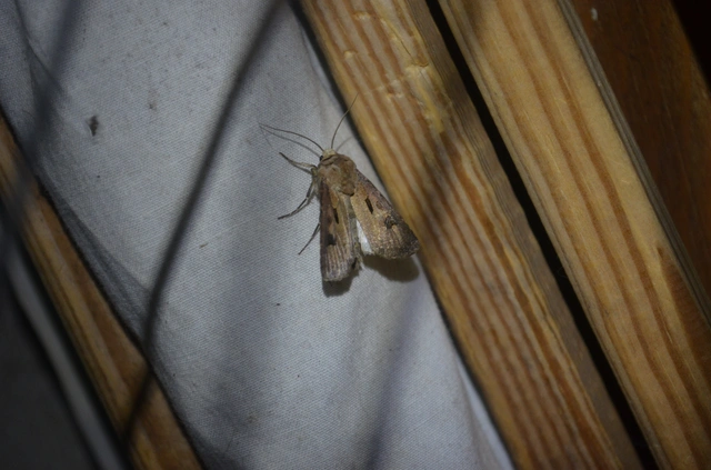 felkiáltójeles földibagoly - Agrotis exclamationis