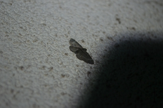 almavirág-araszoló - Pasiphila rectangulata