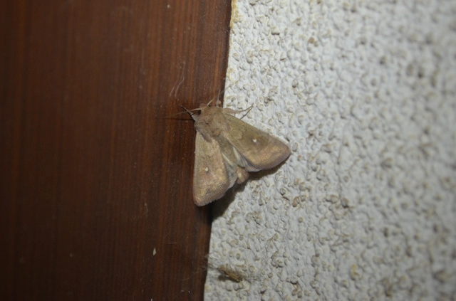 Mythimna albipuncta - fehérpettyes rétibagoly