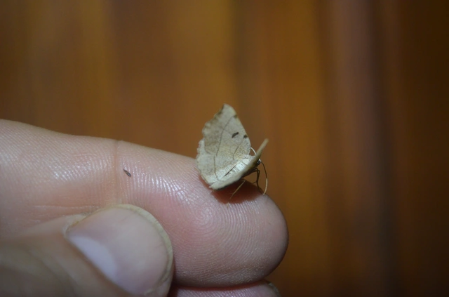 háromjegyű araszoló - Eilicrinia trinotata