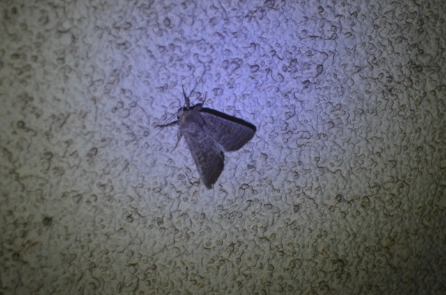 tömeges selymesbagoly - Hoplodrina ambigua