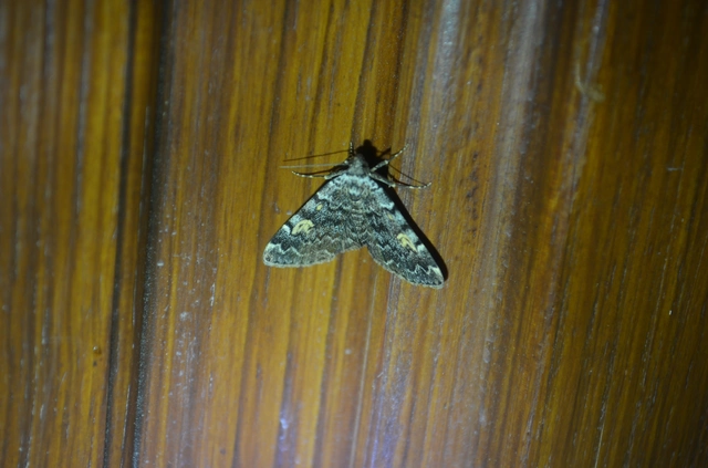 sárgafoltú kuszarajzúbagoly - Idia calvaria