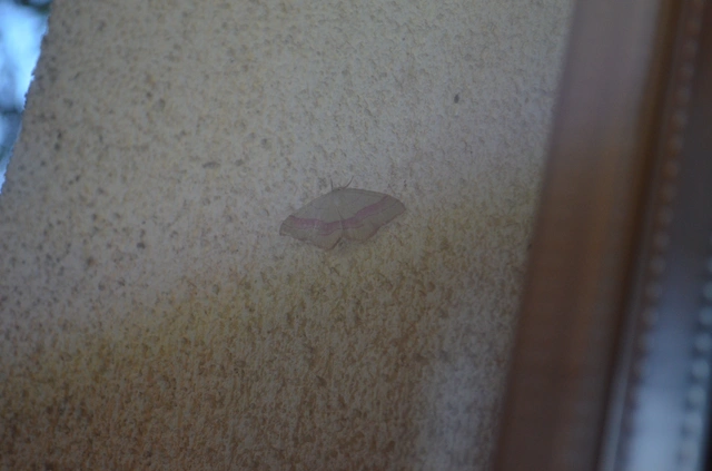 pirosszélű araszoló - Rhodostrophia vibicaria