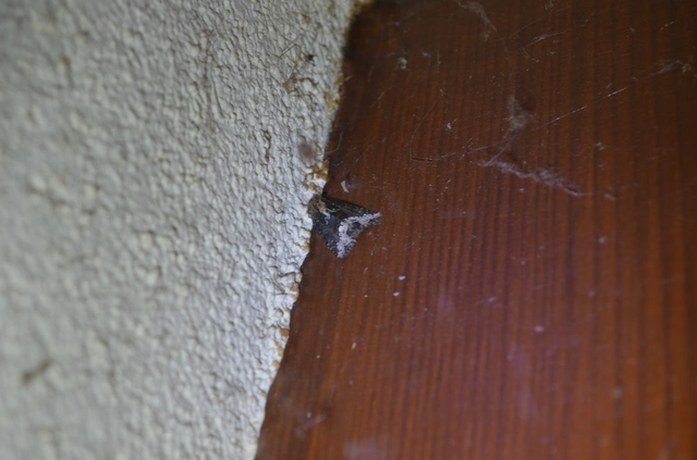 kormos dudvabagoly - Oligia strigilis