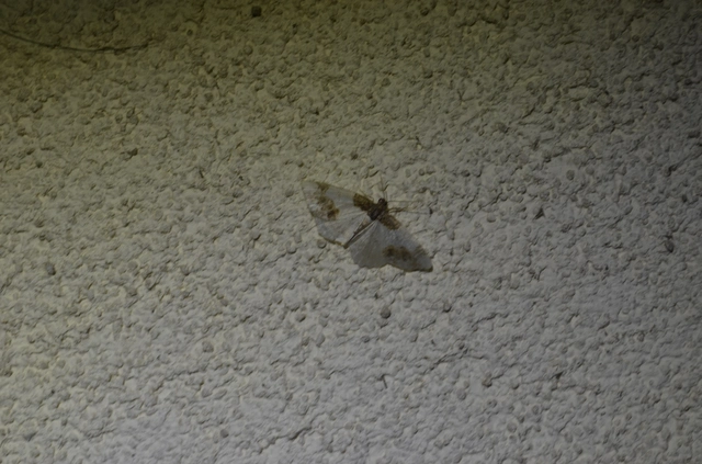 barna levélaraszoló - Ligdia adustata