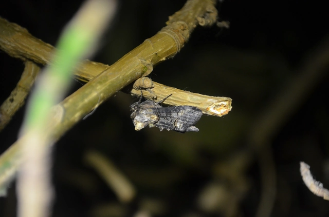 barnaövű csalánbagoly - Abrostola asclepiadis