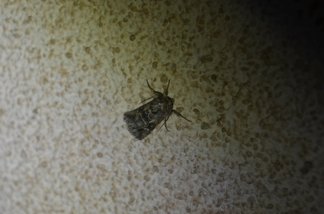 Calophasia lunula - gyújtoványfű-apróbagoly