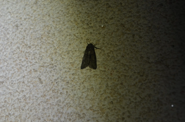 Cryphia fraudatricula - homoki zuzmóbagoly