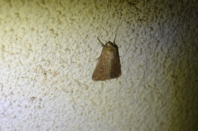 fehérpettyes rétibagoly - Mythimna albipuncta