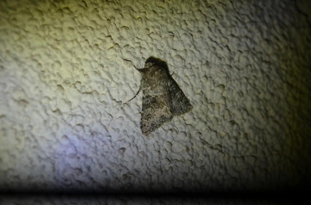 parajbagoly - Hecatera dysodea